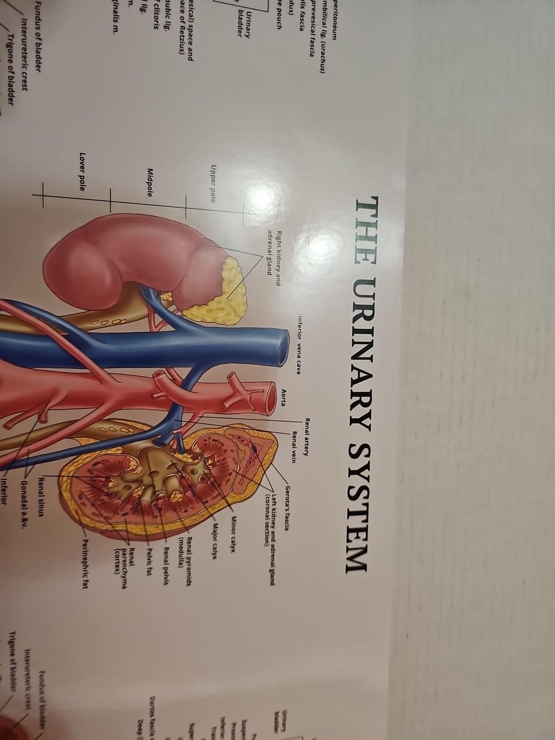 The Urinary System – 2 Sided MEDICAL Poster 29.5″ x 17.5″ In. Art Of Science Vtg