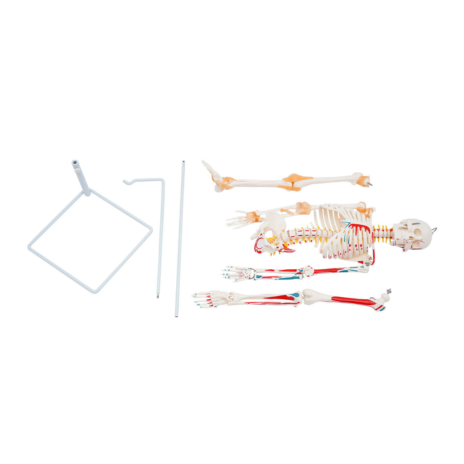 34″ Half Life Size Human Skeleton Model For Doctors’ Office or Anatomy Classroom