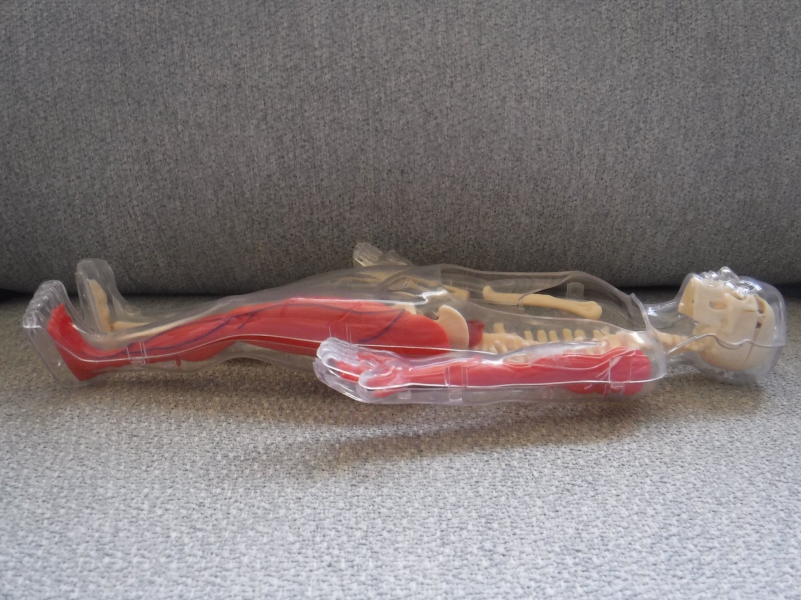 Human Body Anatomy Model 13″ Invisible Man Skeleton heart brain muscles lungs
