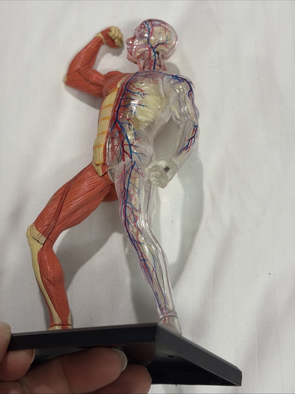 Human Muscles Anatomy Model Transparent Body Medical Model for Study Teaching