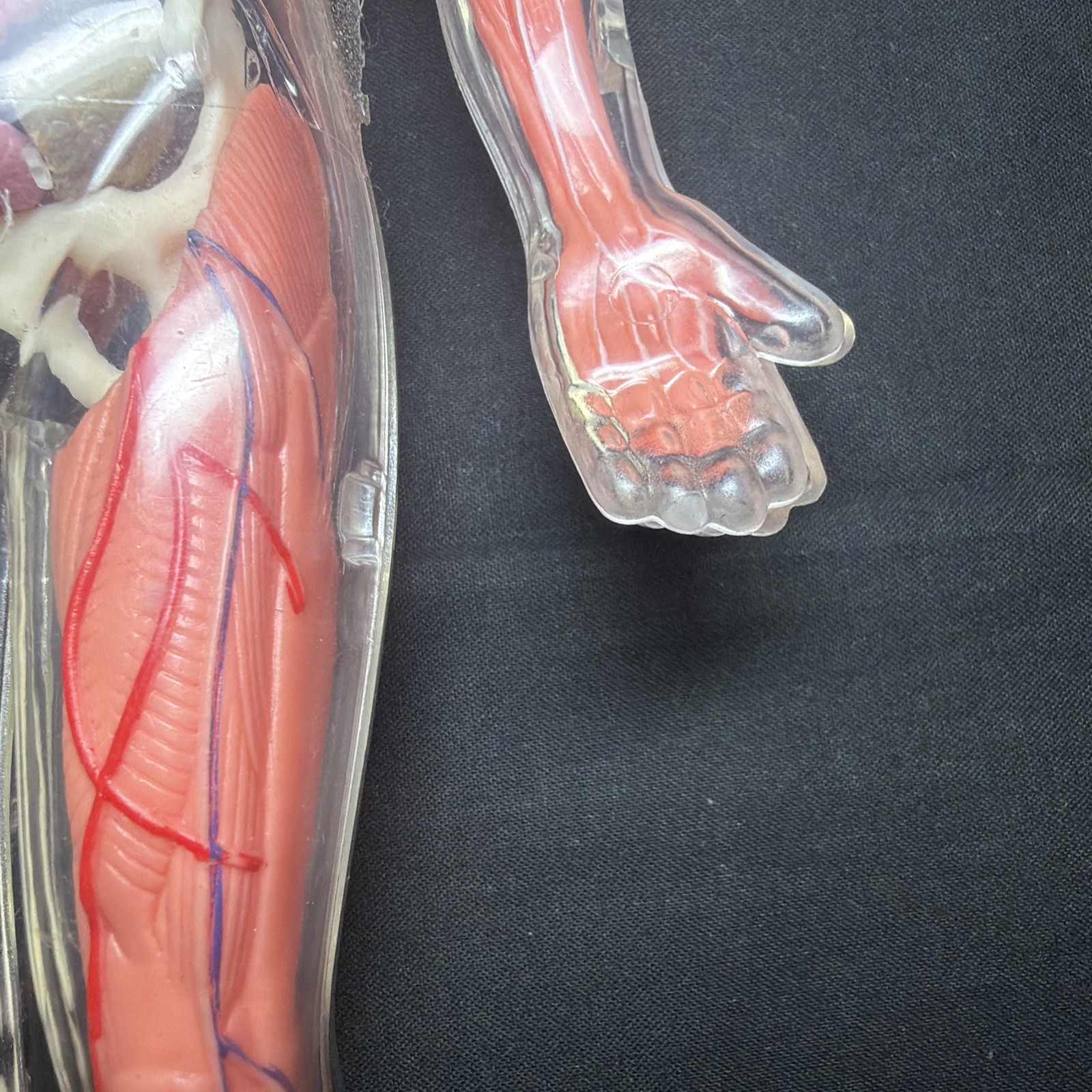 Vintage Human Body Model Anatomy Heart Brain Skeleton Muscles Lungs Student 13″