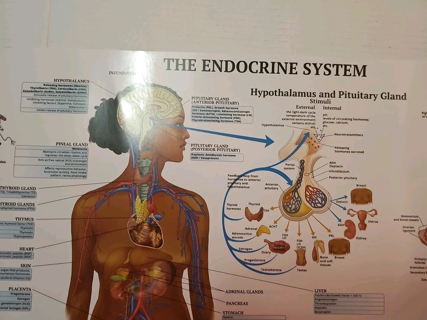 The Endocrine System 2 Sided Medical Poster 29.5″ x 17.5″ In. The Art Of Science