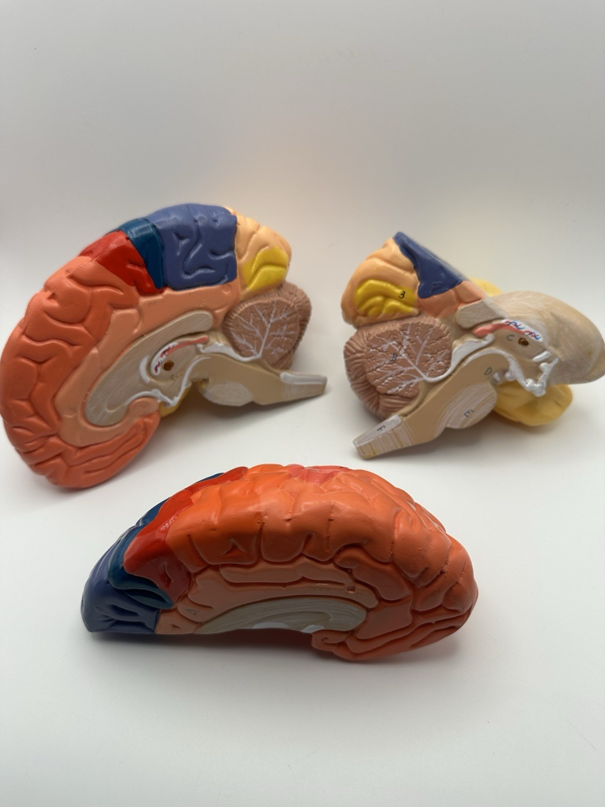 Human Brain Model Anatomy Teaching Brain Model 3 Part No Stand