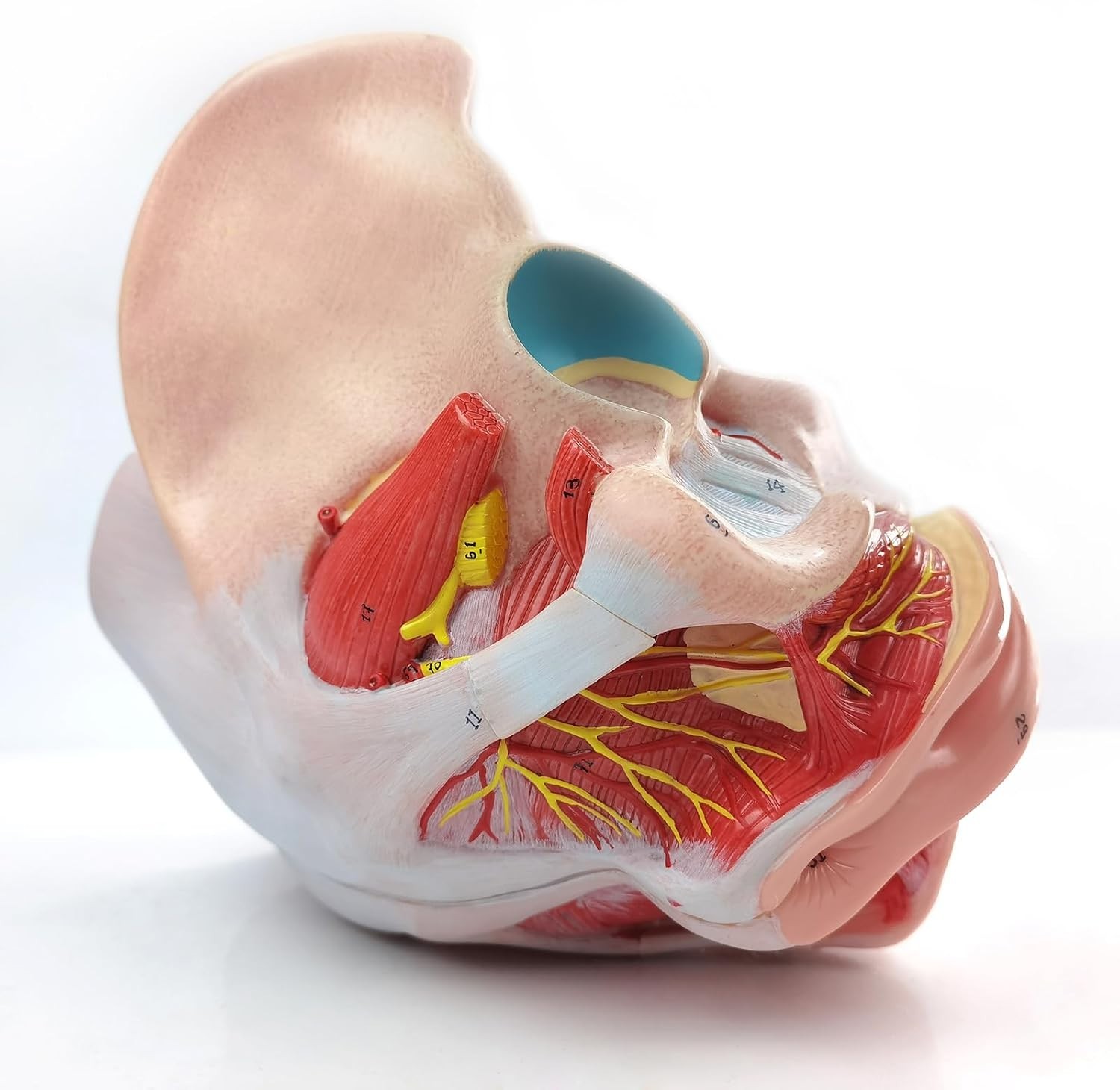 Life Size 4 Parts Human Female Pelvis Model with Pelvic Floor Muscles, Vessel…