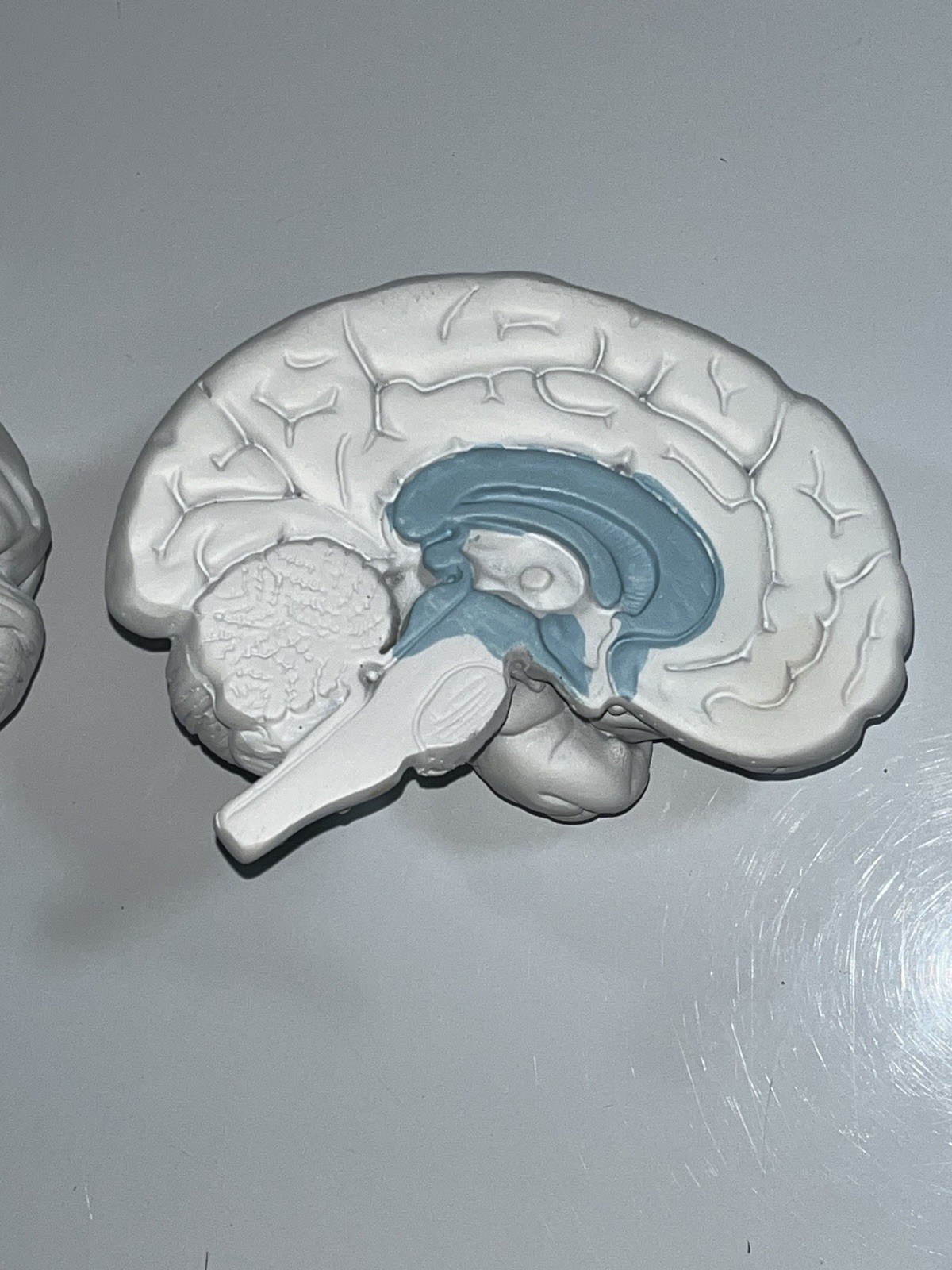 Scientific Model Human Brain 2-part, Display, Paint Your Way, Classroom, Study