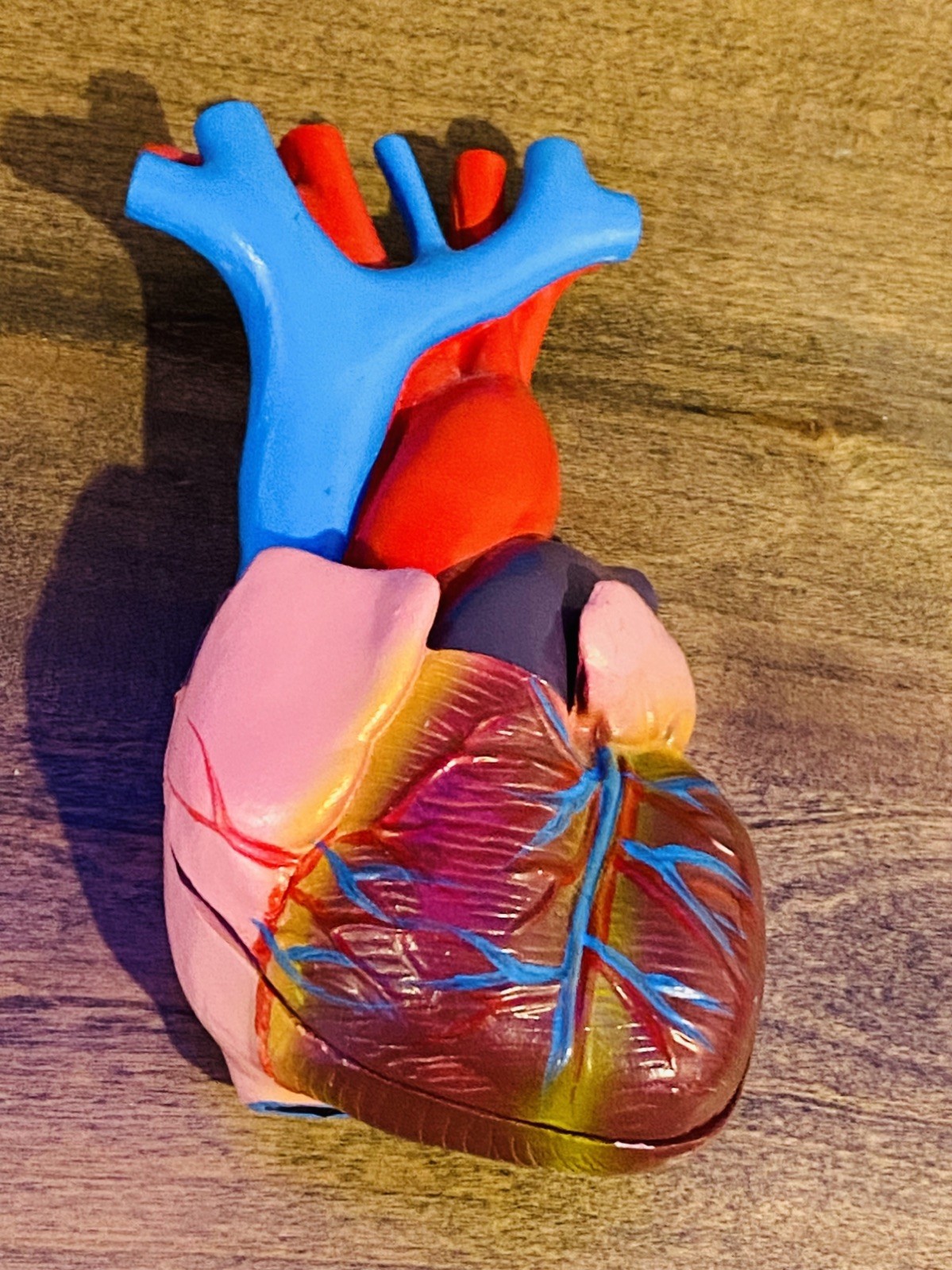 Model Anatomy Professional Educational Medical Heart Model