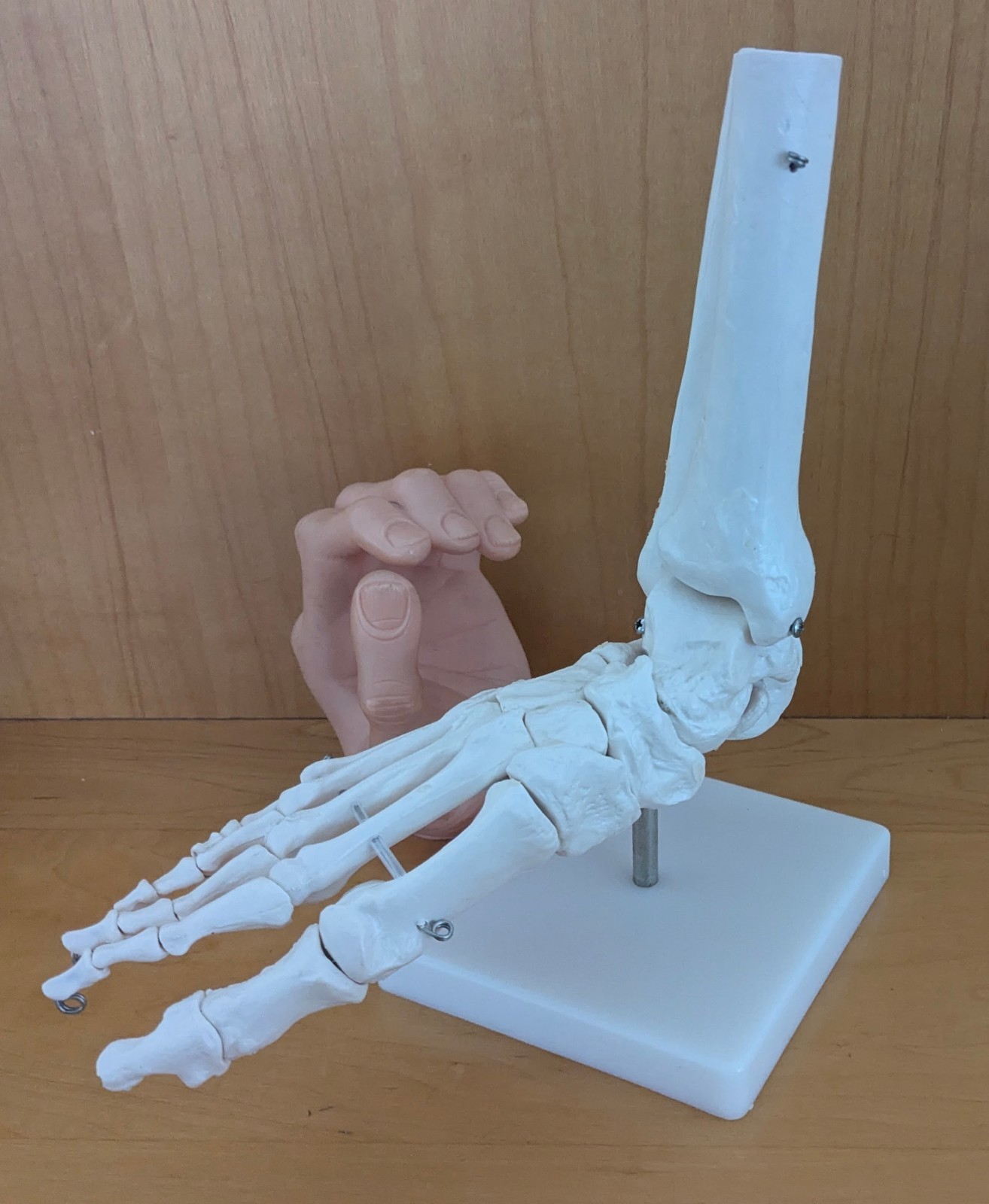 Bones Of The Foot Anatomical Model On Stand Excellent Great For Halloween EUC