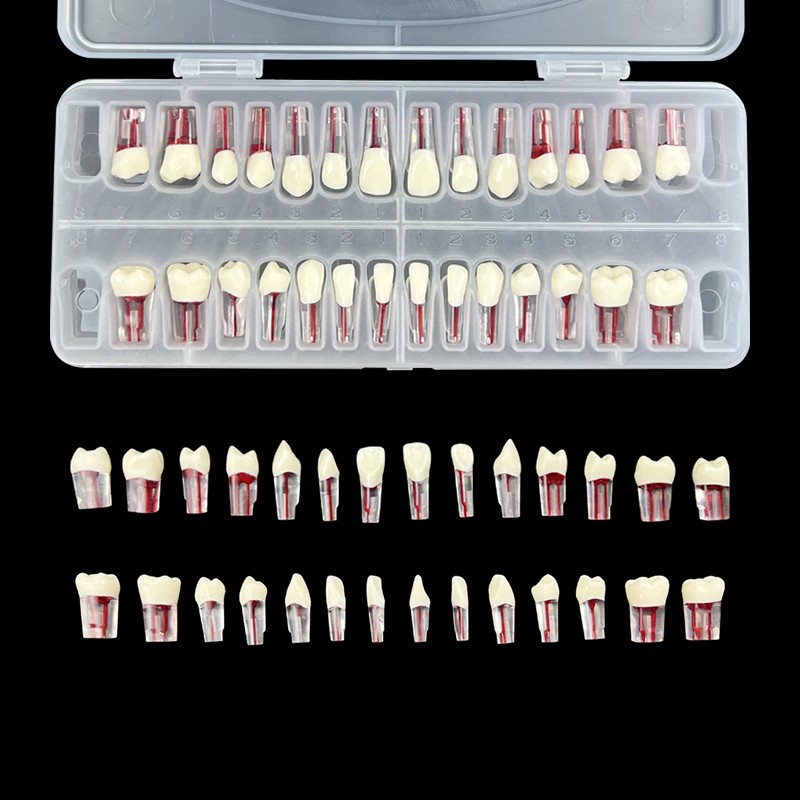 28Pcs/Set Dental Endo Root Canal Endodontic Teeth Teach Model Resin Study Tooth