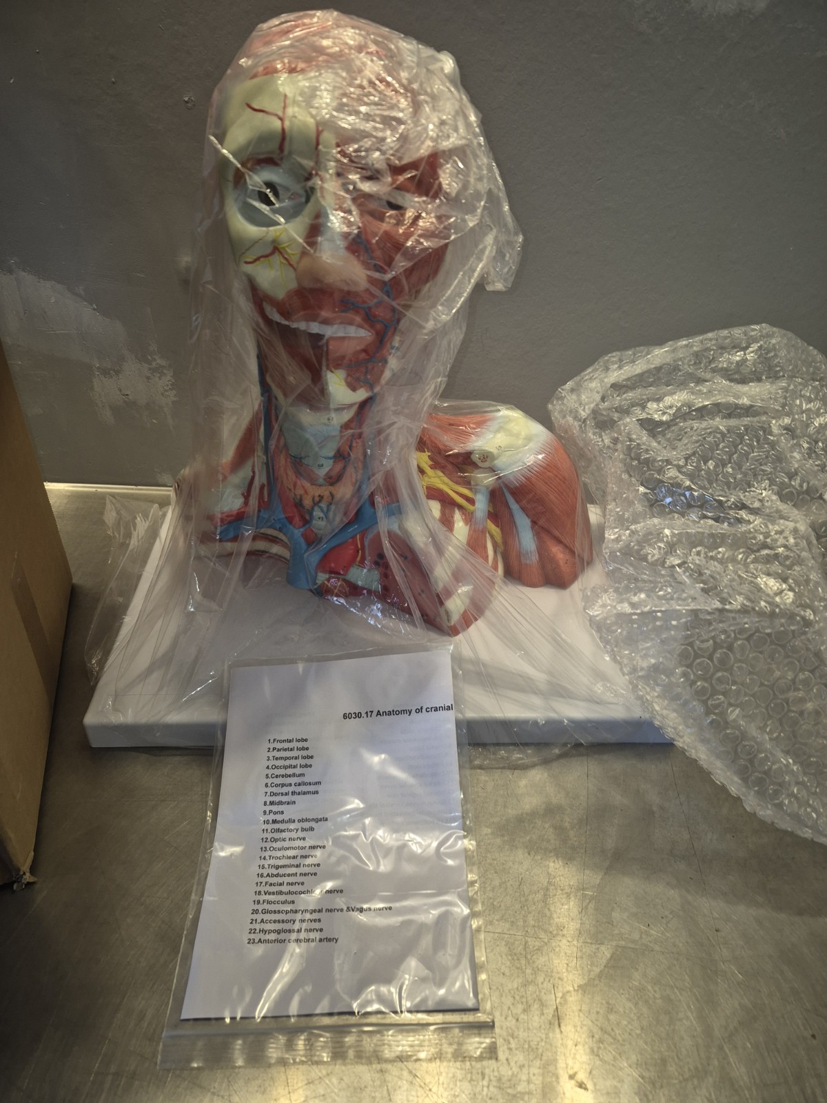 NEW PVC Human Cranial Cavity Head Neck and Thoracic Anatomy Model Medical School