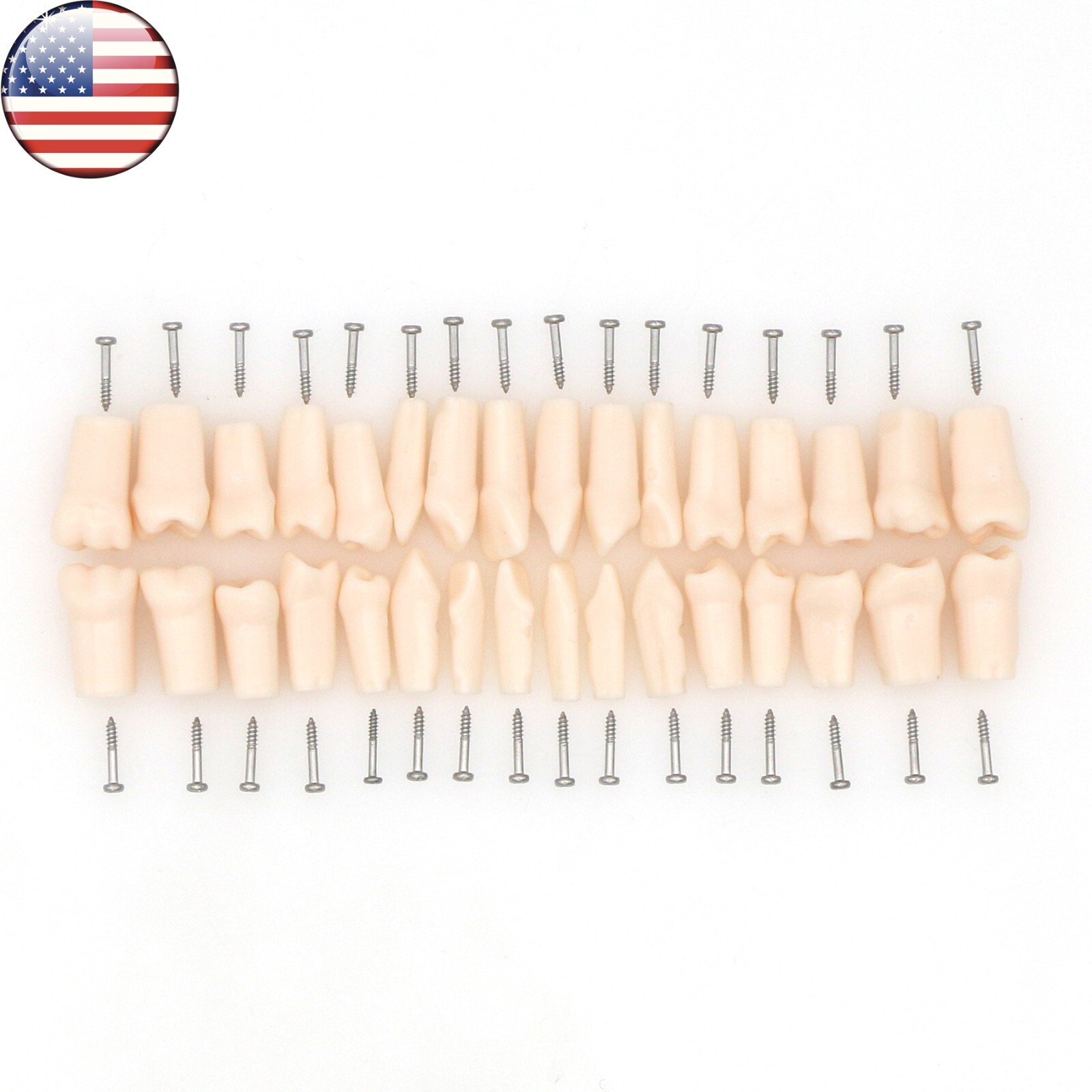 Kilgore Nissin 200 Type Dental 32pc Typodont Model Removable Teeth Mounting Pole