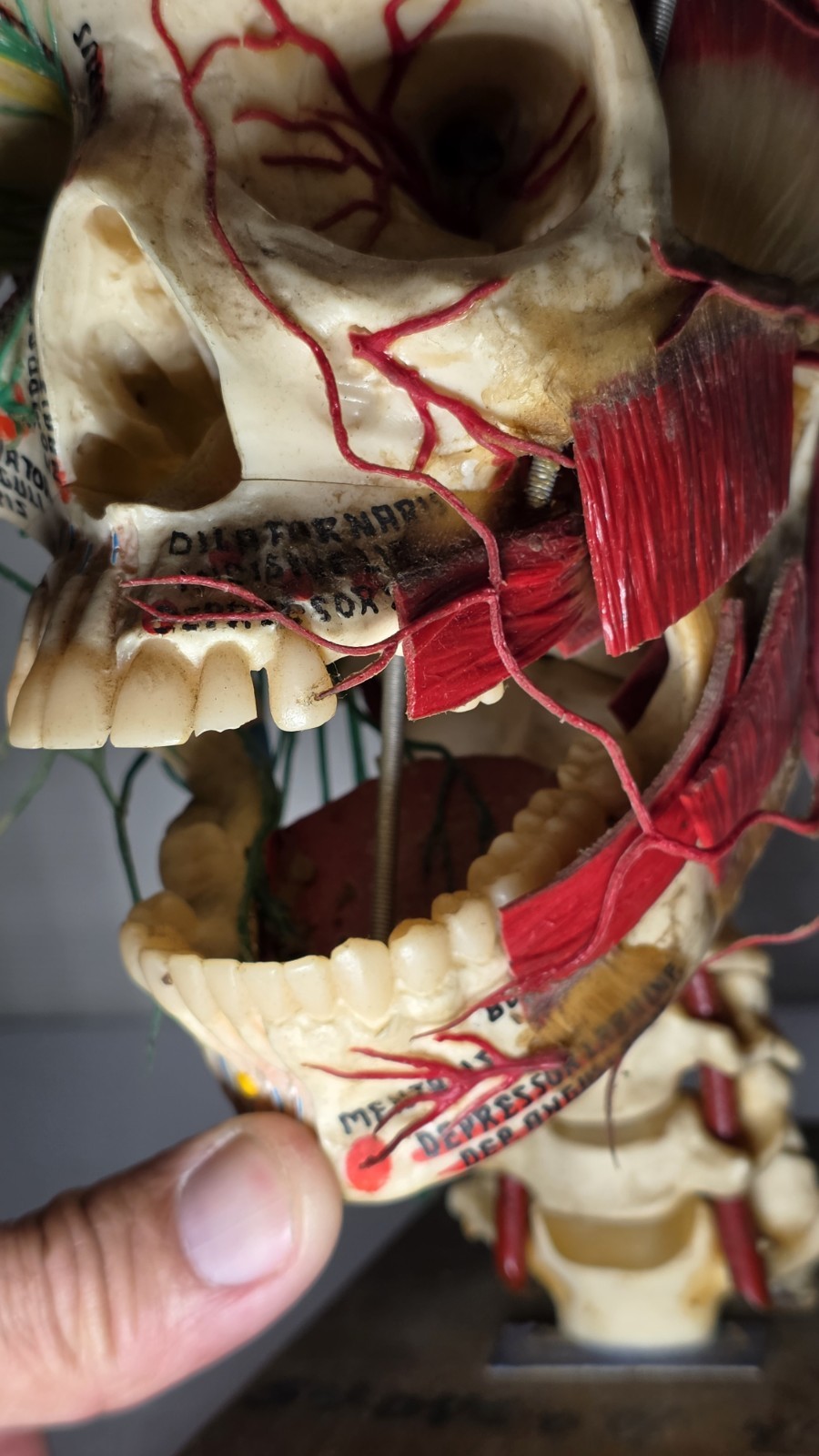 Antique Medical Plastic Lab Anatomical Science Human Skull Model Spring Mandible