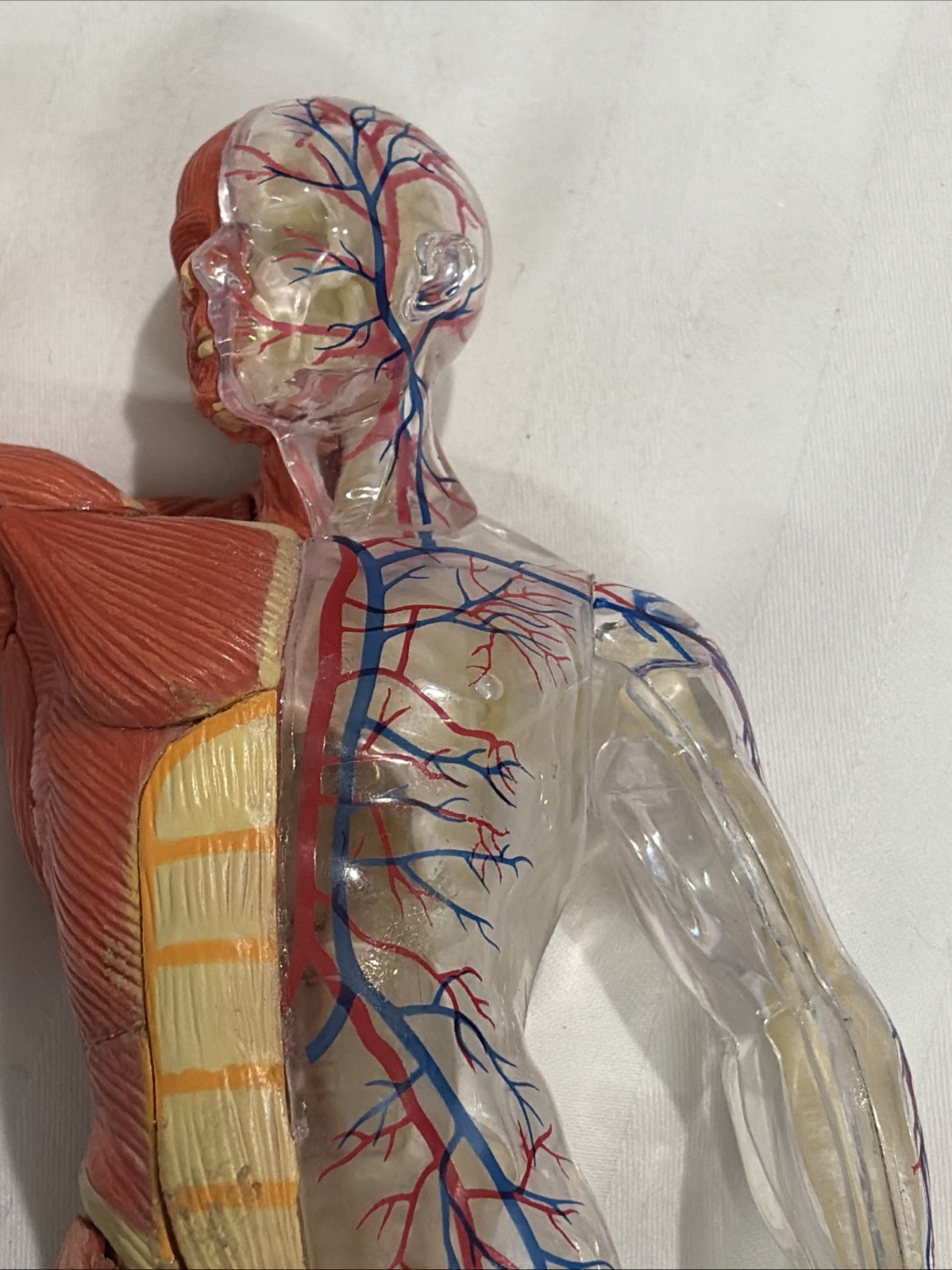 Human Muscles Anatomy Model Transparent Body Medical Model for Study Teaching