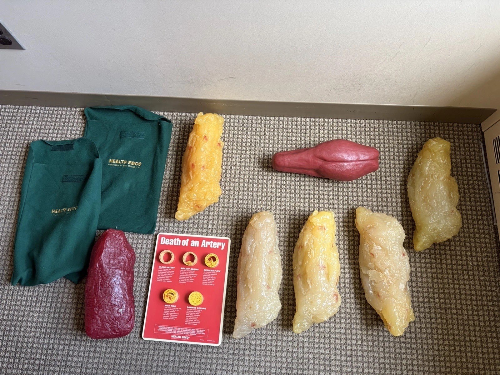 Health Edco Fat And Muscle Models