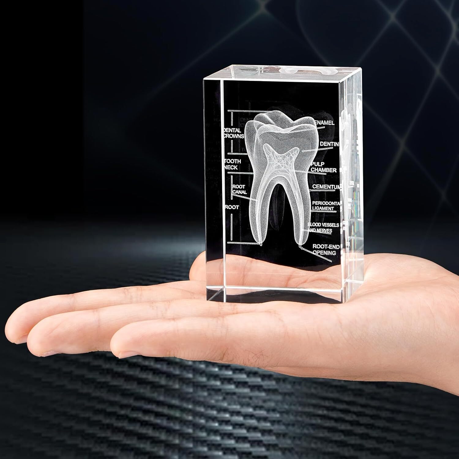 3D Human Crystal Tooth Model for Medical Dental Educational Science Office Decor