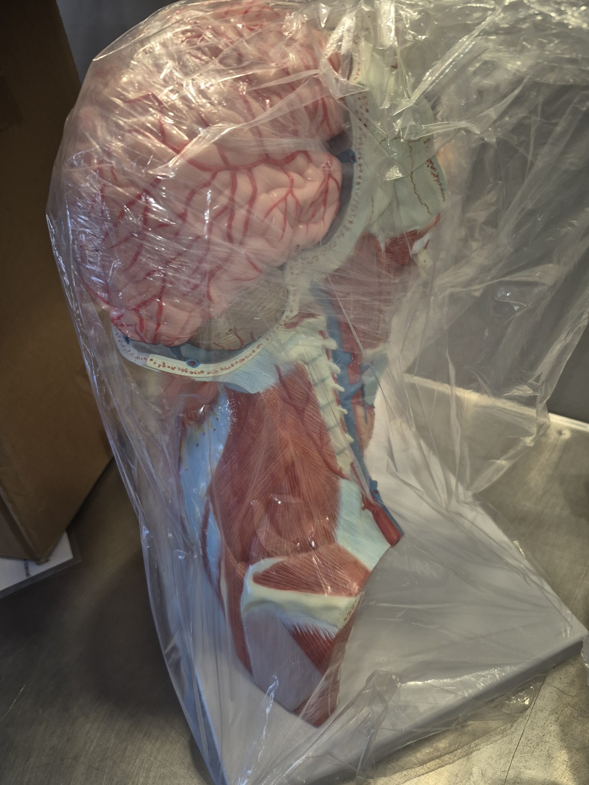NEW PVC Human Cranial Cavity Head Neck and Thoracic Anatomy Model Medical School