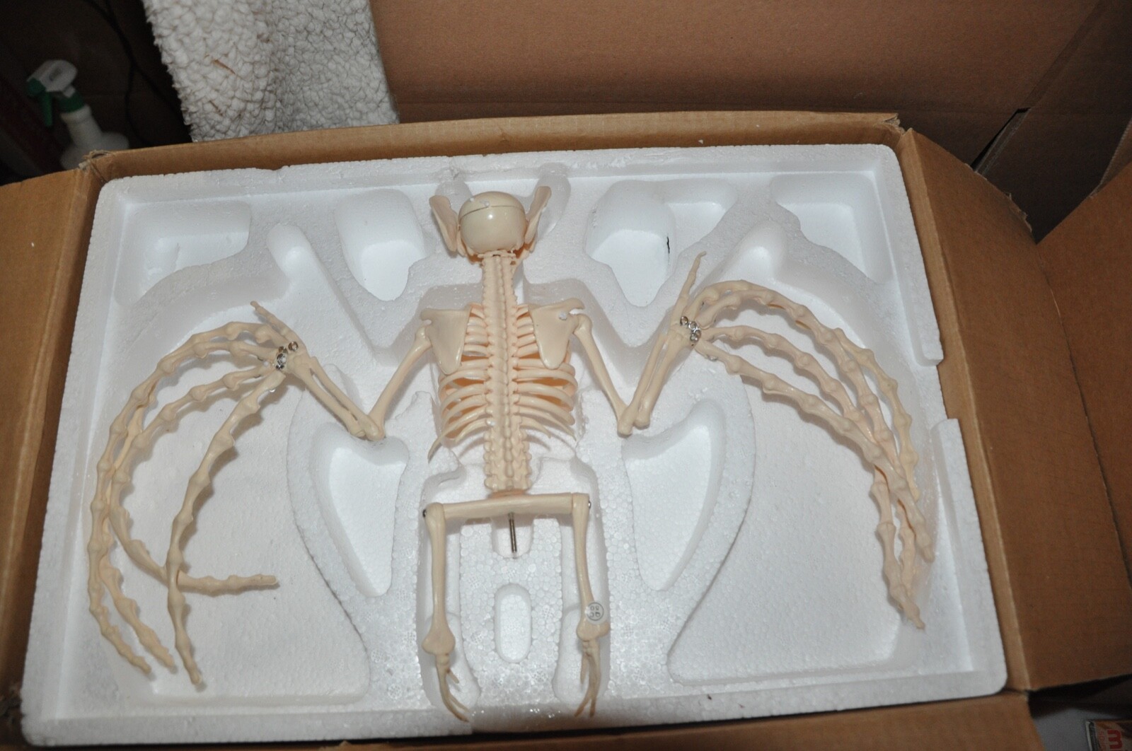 Veterinary Anatomy Bat Skeleton Display Teaching Model with stand Halloween