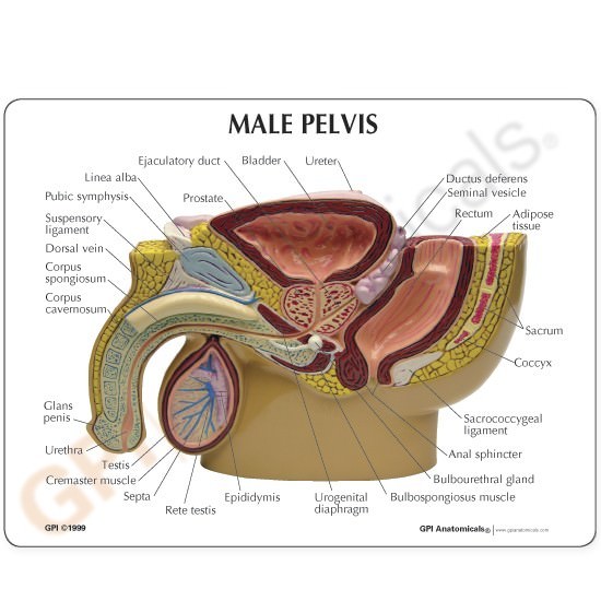 Male Pelvis GPI Anatomy Mode Prostate w Key LFA #3550 Make Us an Offer SEE VIDEO