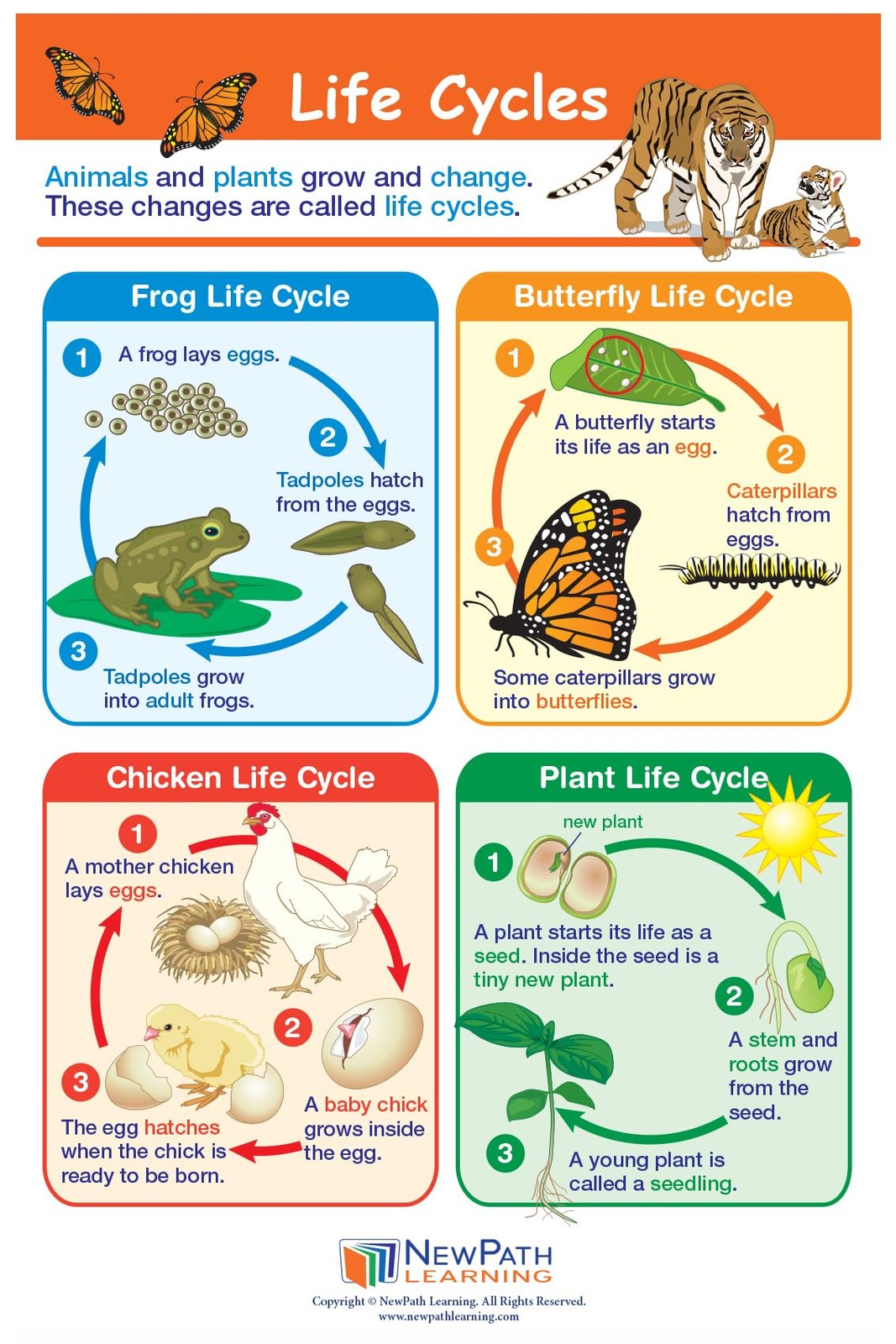 1 Science Anchor Charts Set of 10 (12×18″) & 25-Page Resource Guide Covering …